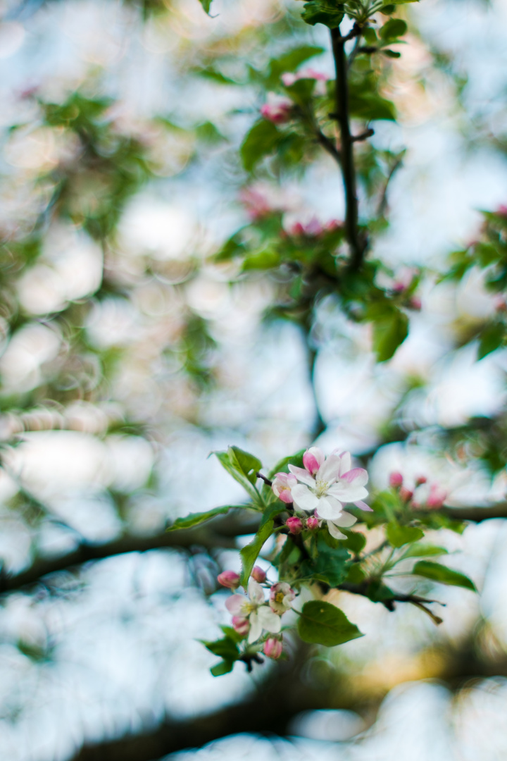 Verschwommene Blüten