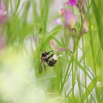 Verschwommene weiße Blume