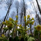 ..... verschwommener Blickwinkel einer verschlafenen Waldmaus in den morgendlichen Frühlingshimmel!