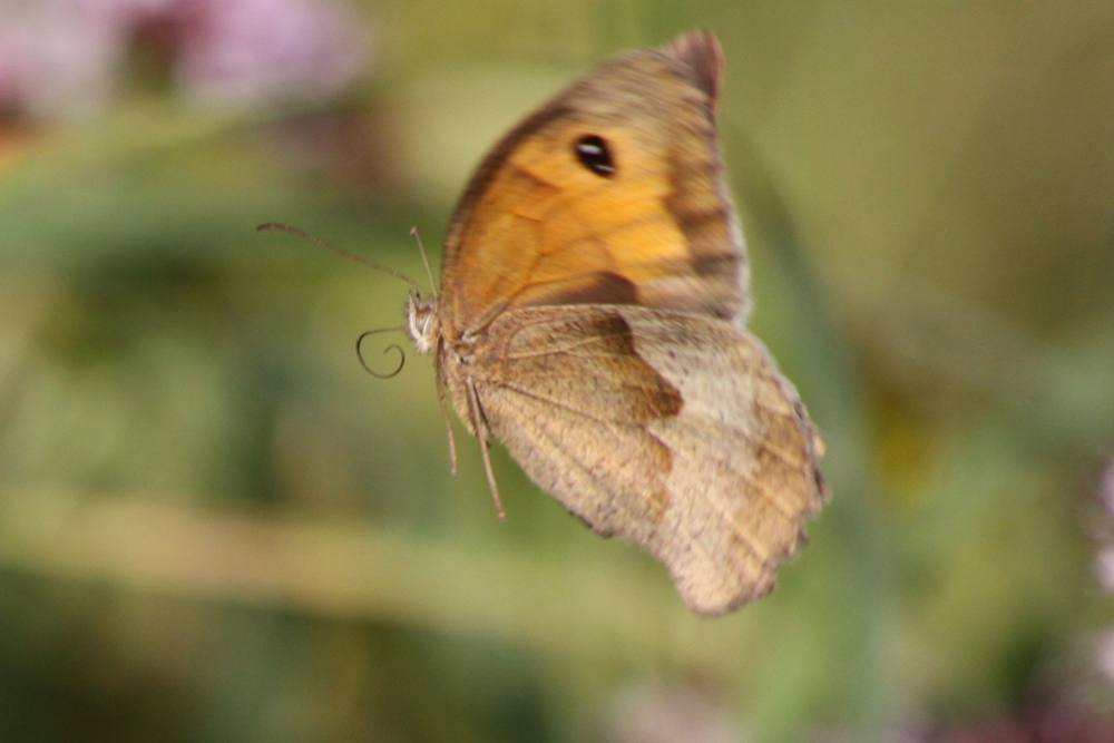 verschwommener Flug