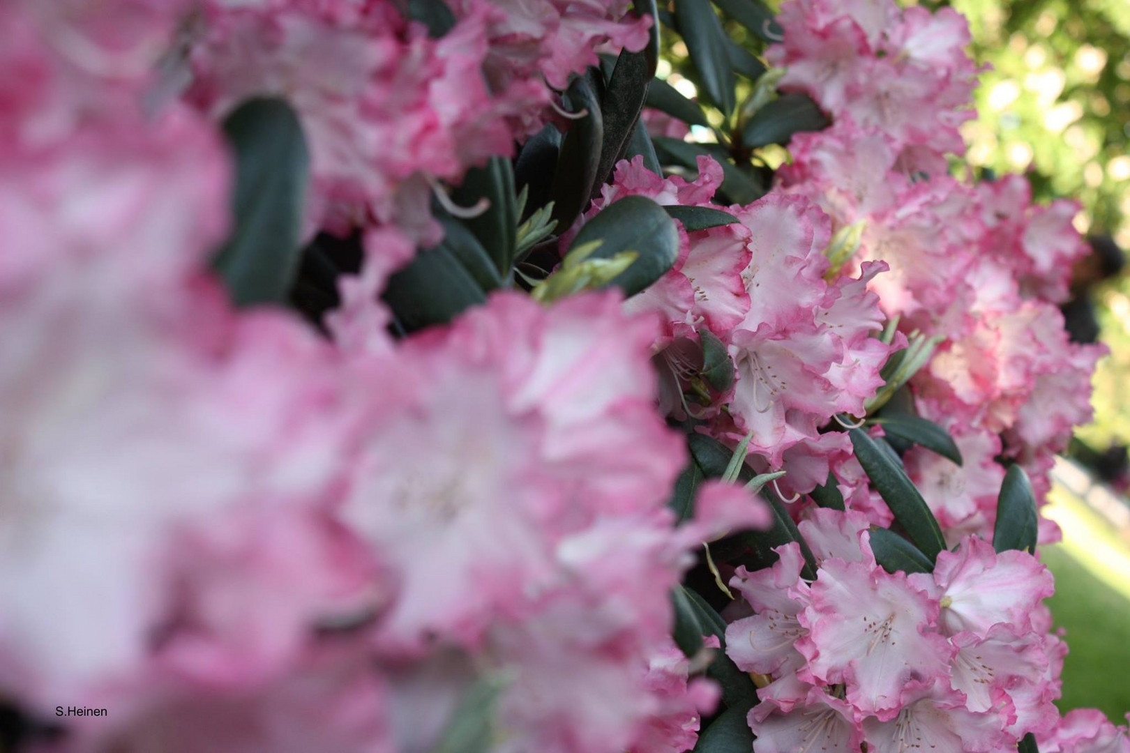 Verschwommes rosa und doch scharf getroffen!