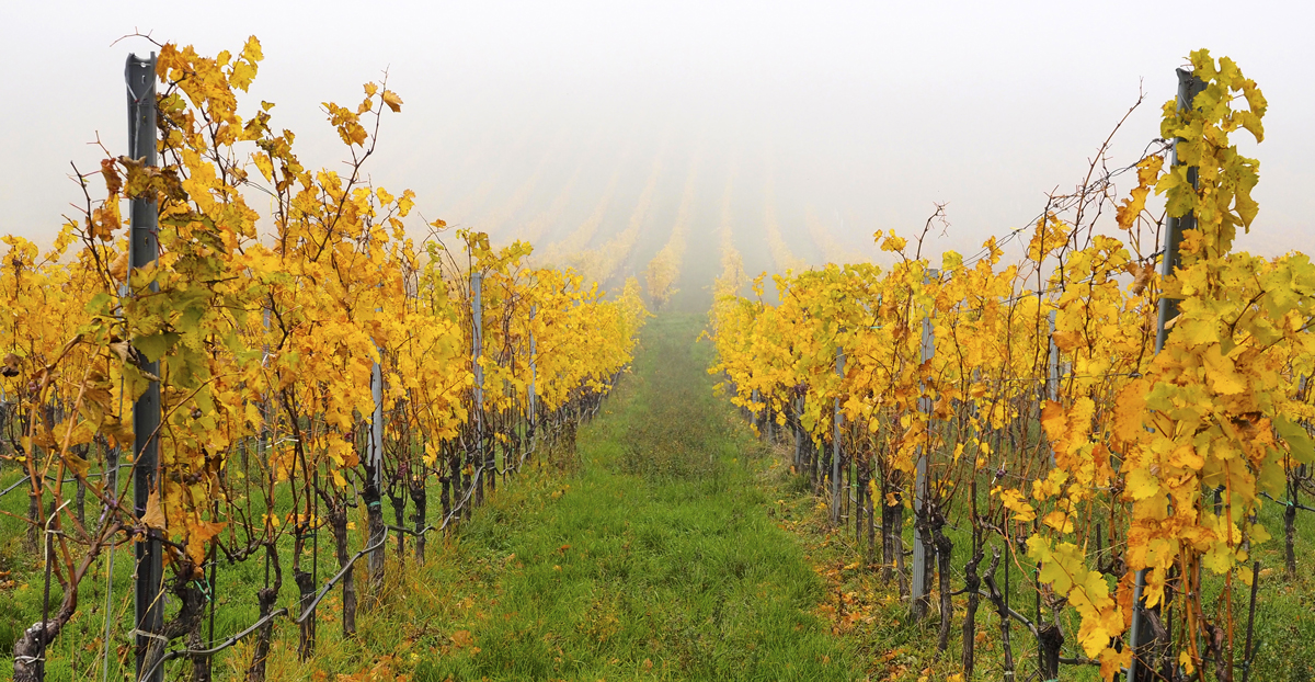 Verschwunden im Nebel