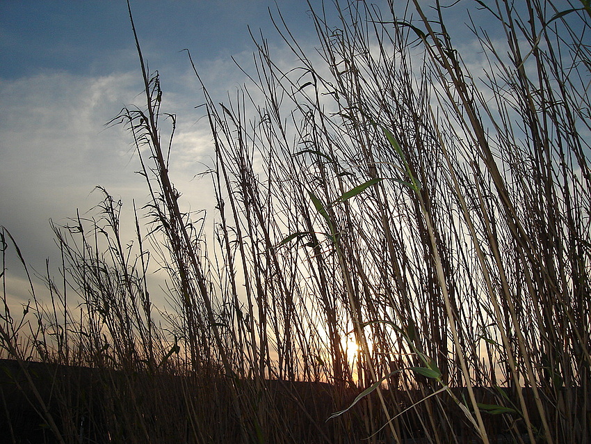 verschwunden im Reed