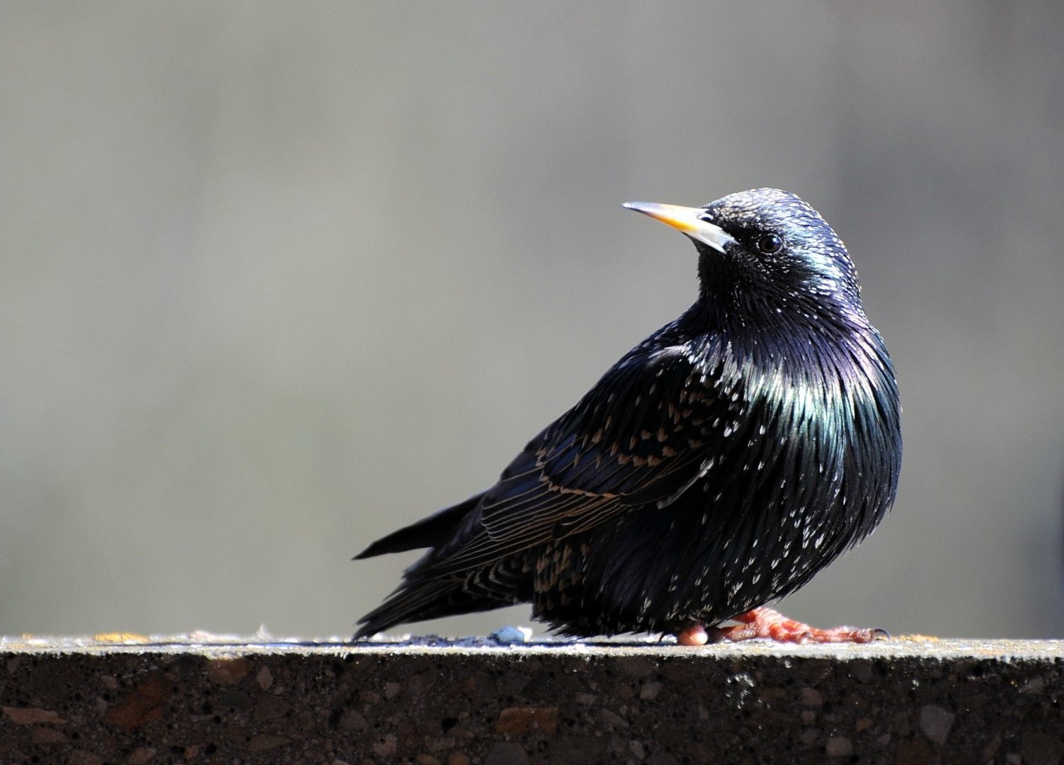 versehrter Star - Sturnus vulgaris (Doku - bitte auch den Text lesen)