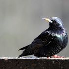 versehrter Star - Sturnus vulgaris (Doku - bitte auch den Text lesen)