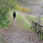 Verso il bosco