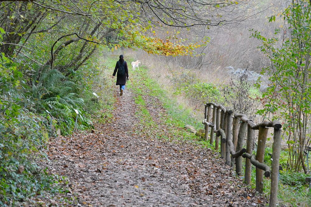 Verso il bosco