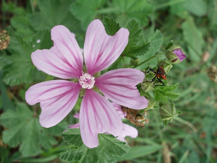 Verso il fiore