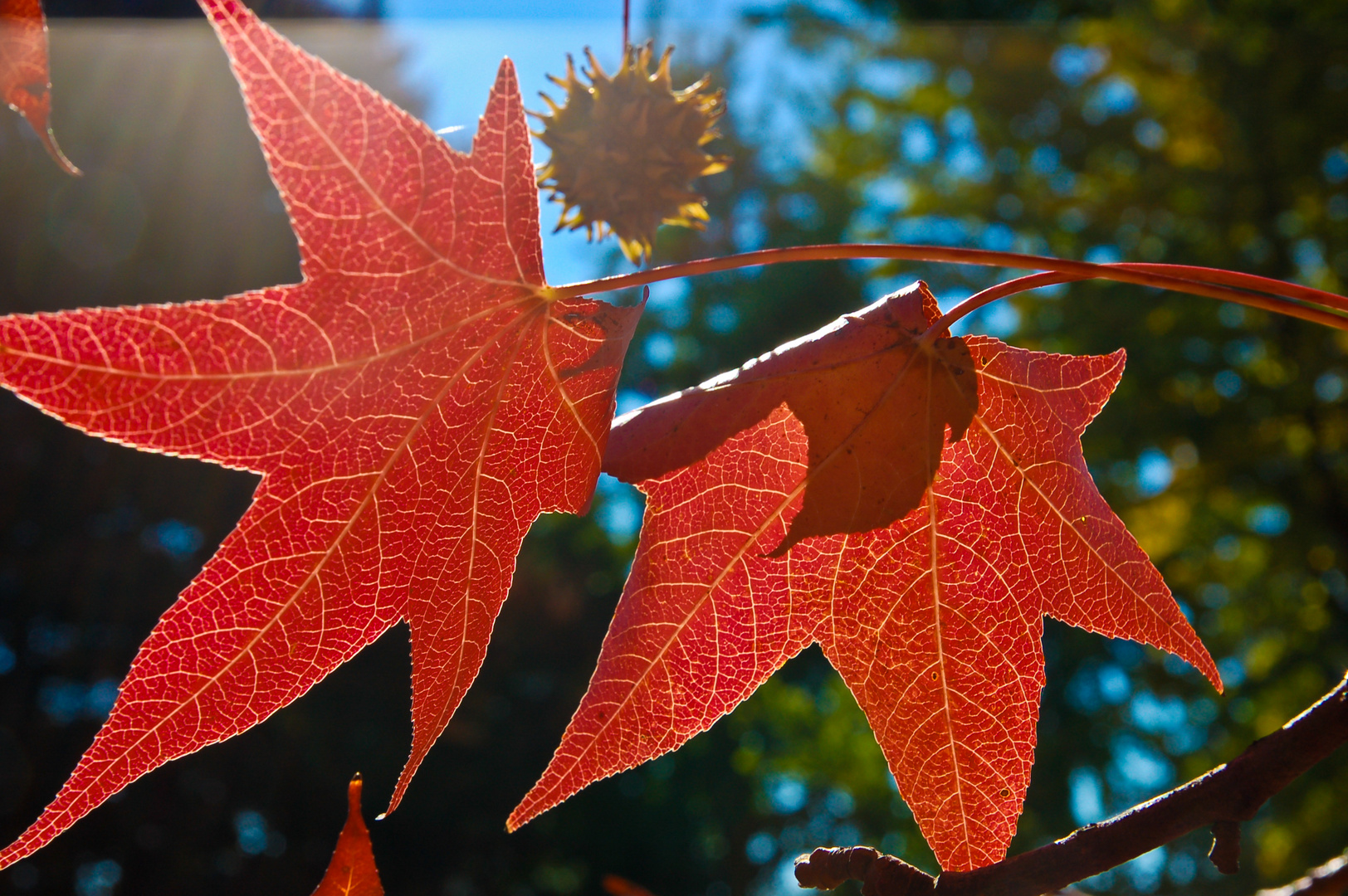 VERSO L, AUTUNNO