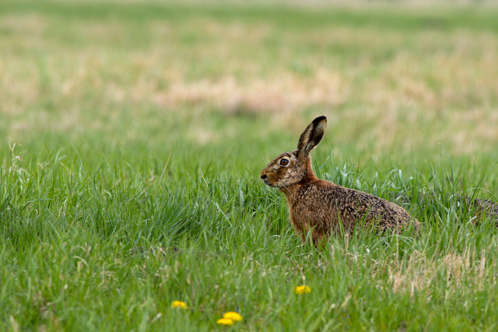 Verspäterer Osterhase