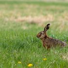 Verspäterer Osterhase