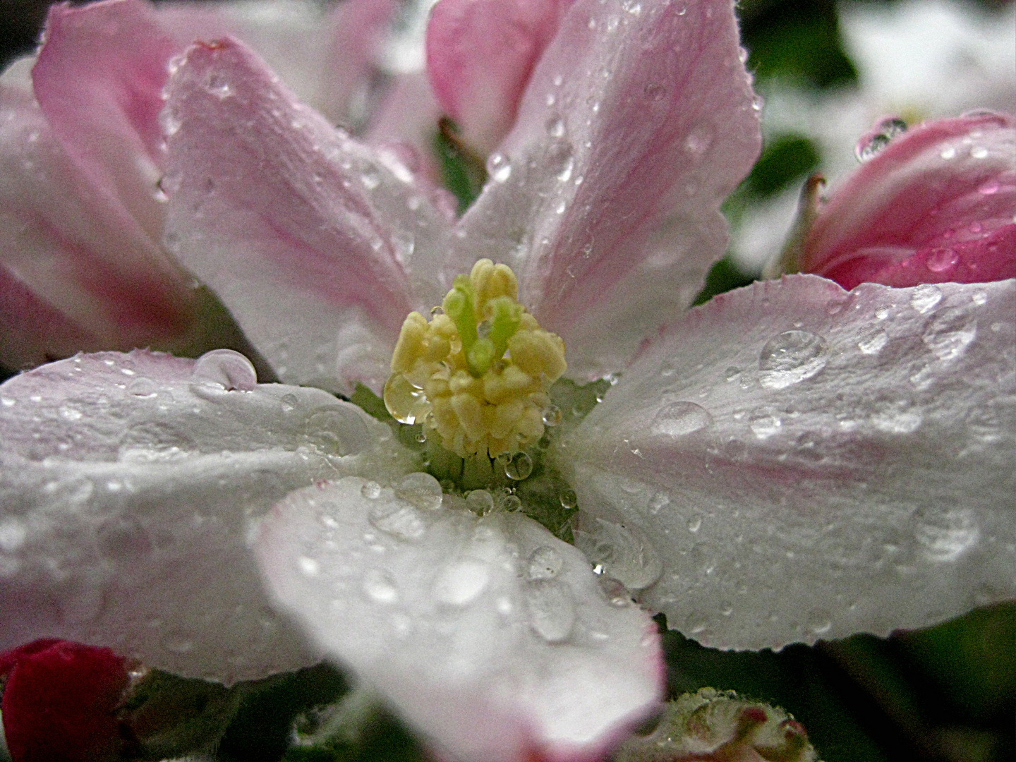 Verspätet gefundene Apfelblüte nach einem Regenschauer