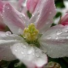 Verspätet gefundene Apfelblüte nach einem Regenschauer