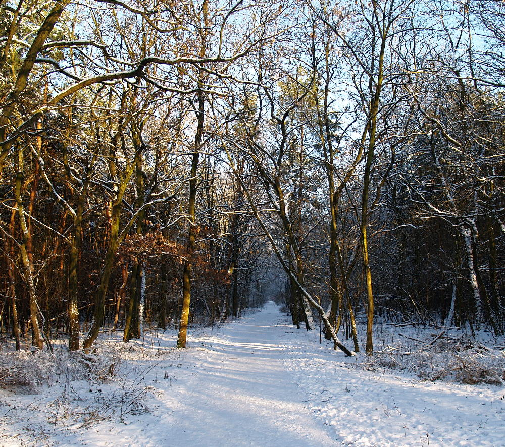 Verspätete Berliner Winter-Impressionen 1