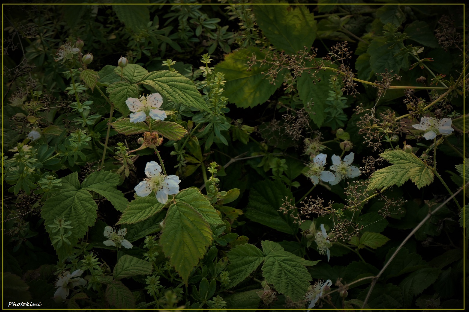 Verspätete Brombeerenblüten