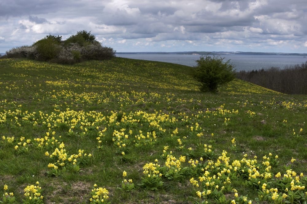 Verspäteter Frühling in den Zickerschen Bergen ..nur die Schlüsselblumen blühten in voller Pracht