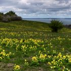 Verspäteter Frühling in den Zickerschen Bergen ..nur die Schlüsselblumen blühten in voller Pracht