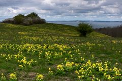 Verspäteter Frühling in den Zickerschen Bergen ..nur die Schlüsselblumen blühten in voller Pracht