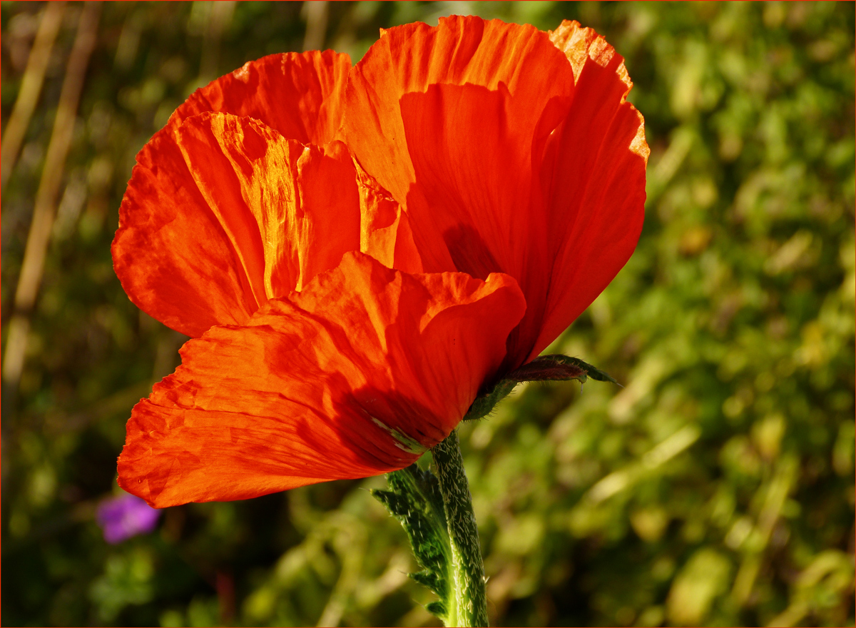 VERSPÄTETER HERBST MOHN