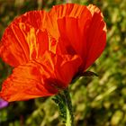 VERSPÄTETER HERBST MOHN