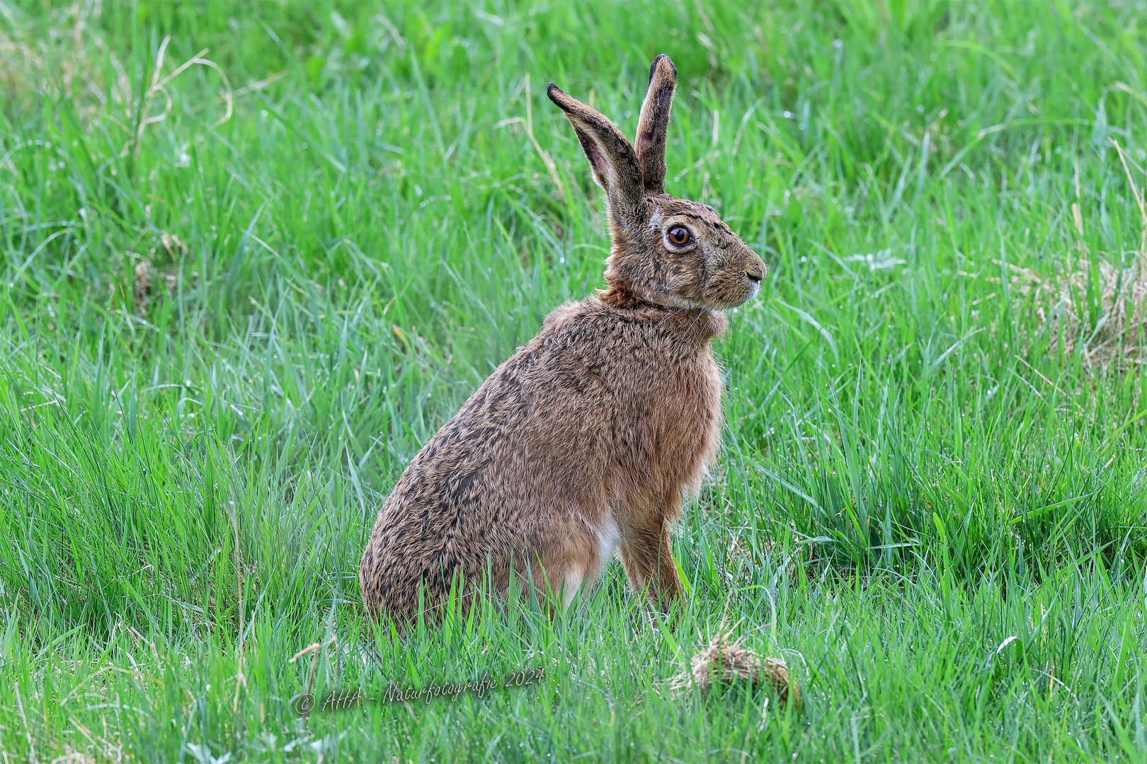 Verspäteter Osterhase