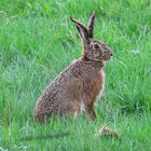 Verspäteter Osterhase