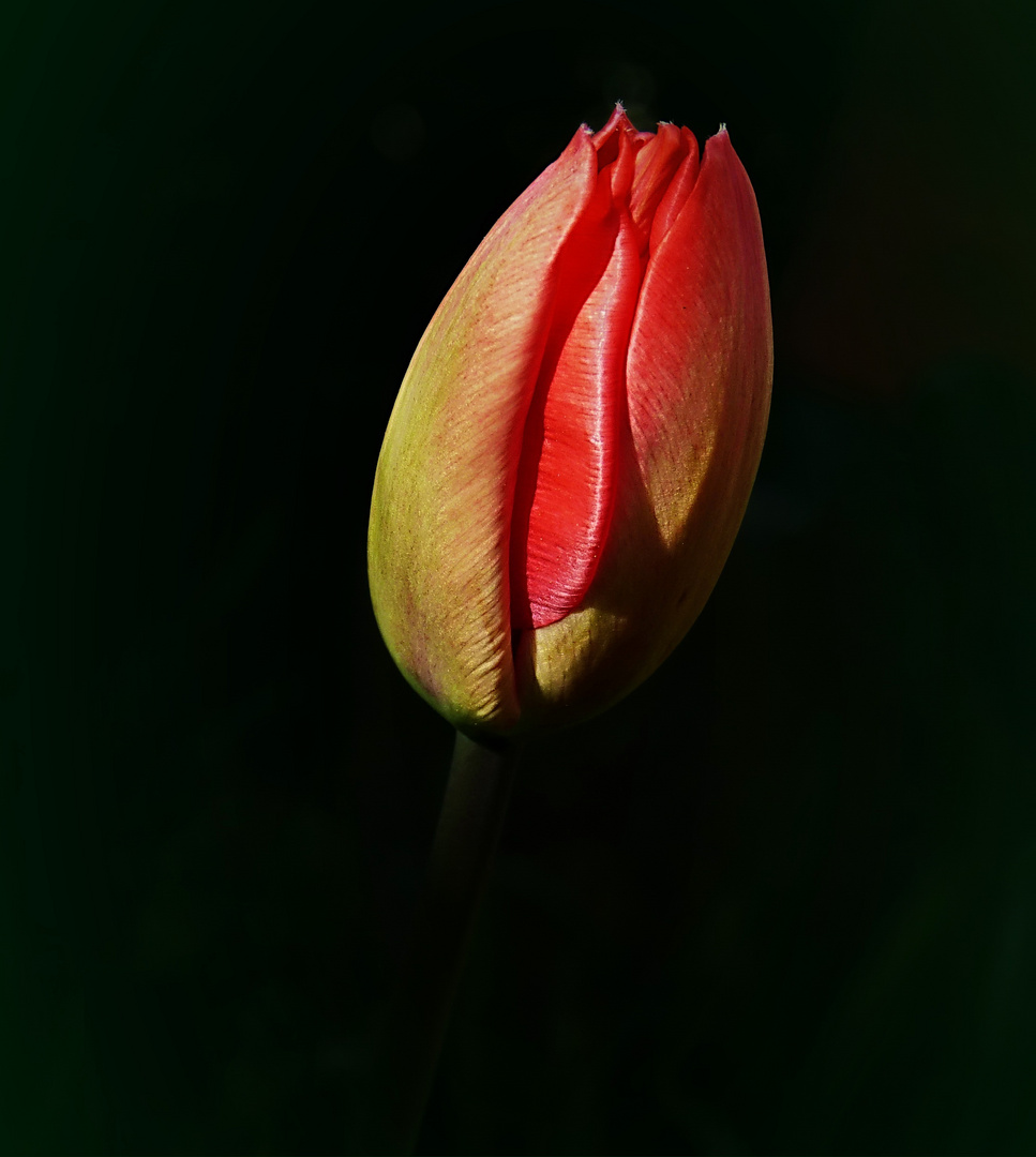 Verspätetes Mittwochblümchen