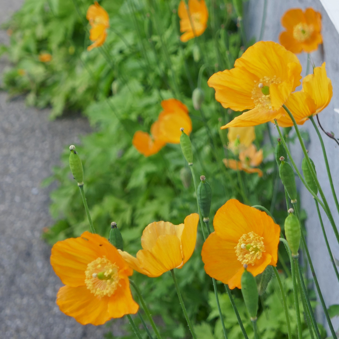 Verspätetes MiWoBlü: Bergmohn