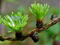 verspätetes Osternest - junge Lärchentriebe mit Wassertropfen