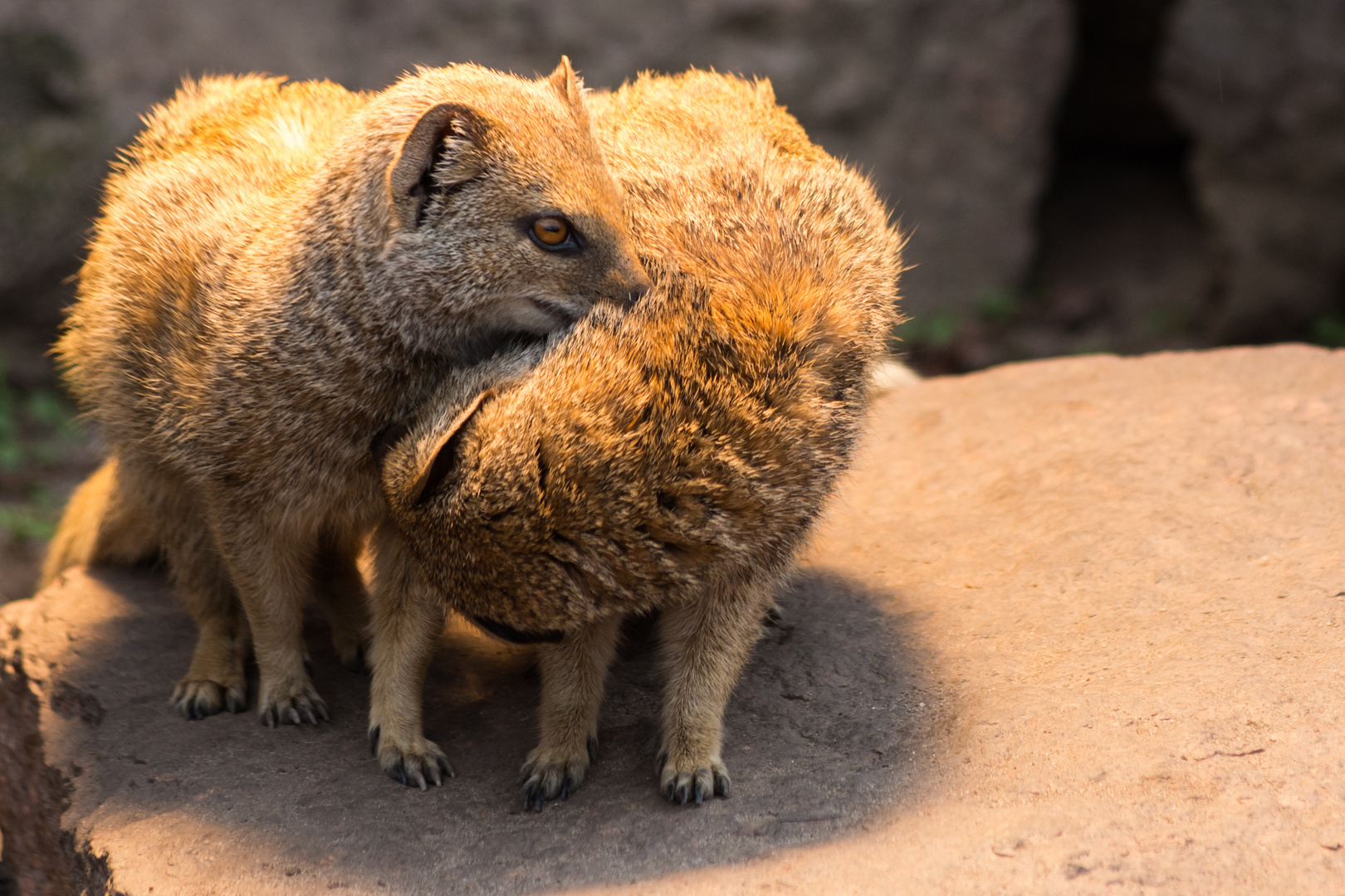 Verspielt - Fuchsmangusten im Zoo Halle