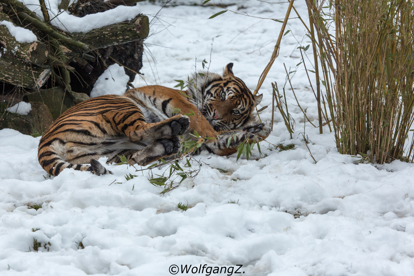 verspielt im Schnee