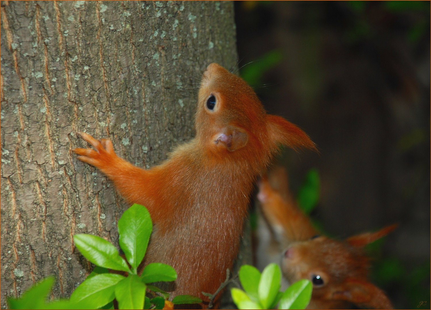 Verspielte Eichhörnchen