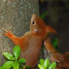 Verspielte Eichhörnchen