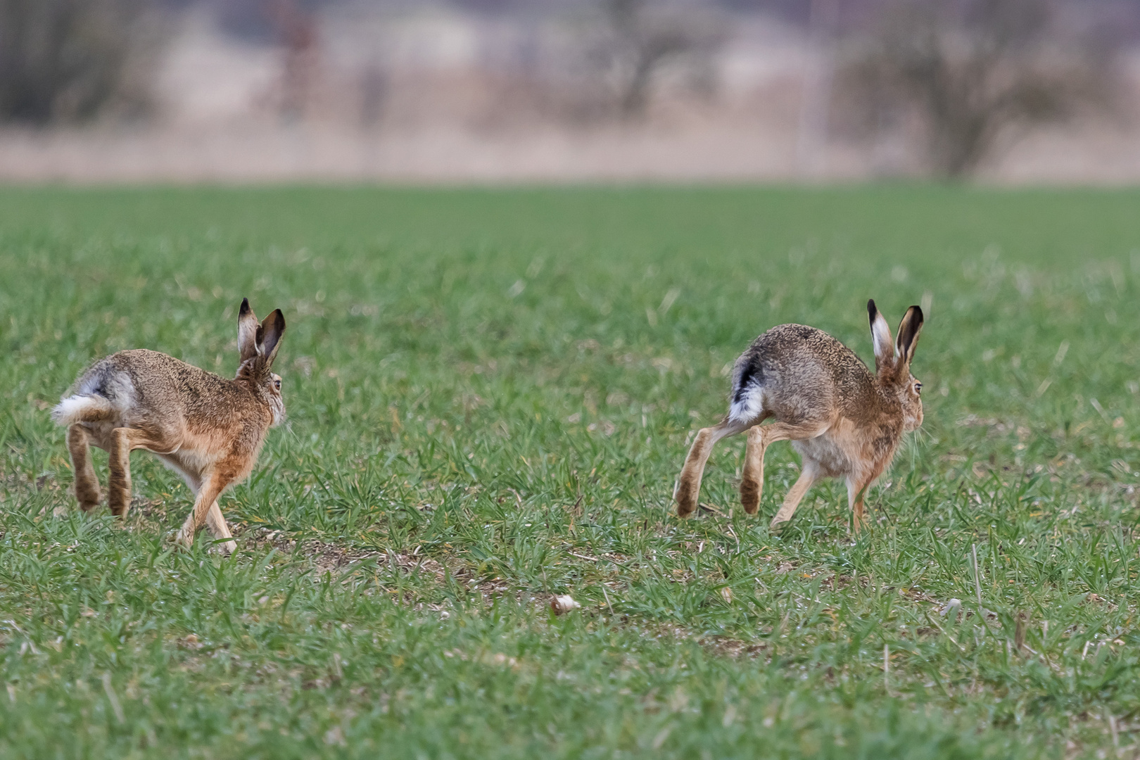 Verspielte Feldhasen