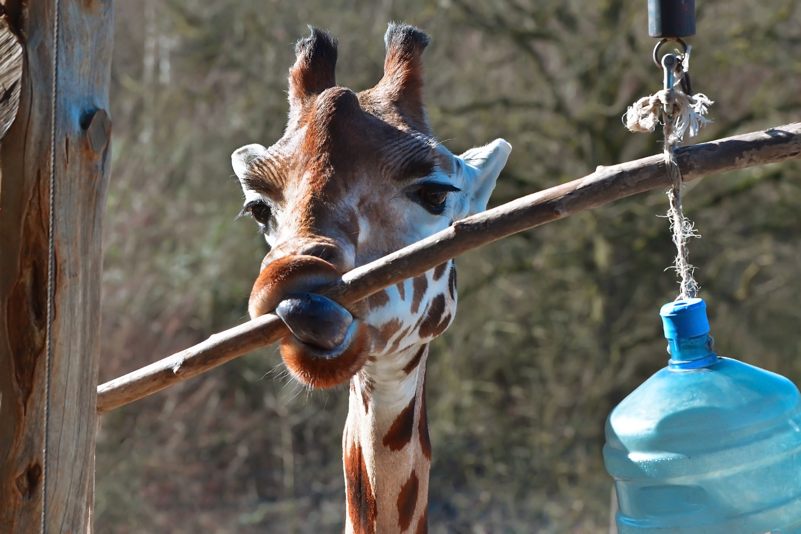 Verspielte Giraffe