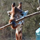 Verspielte Giraffe