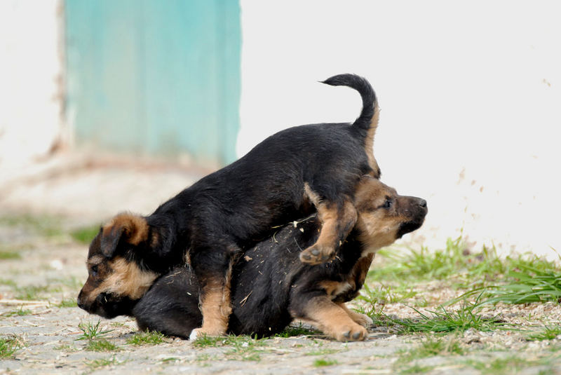 Verspielte Hundebabies