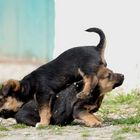 Verspielte Hundebabies