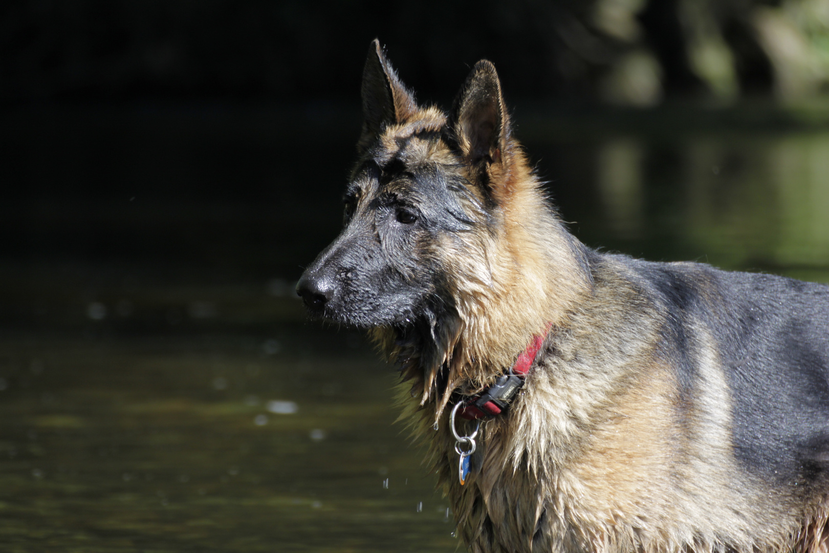 Verspielte Wasserratte Sam