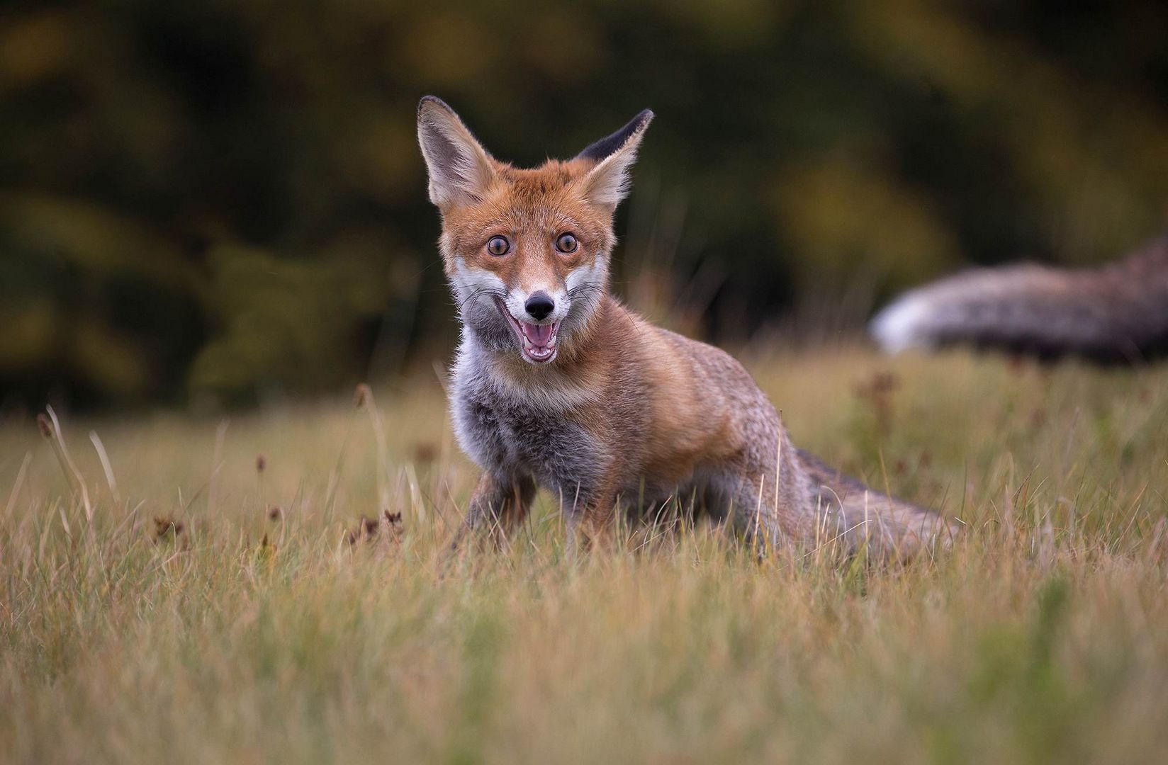 Verspielter Fuchs