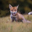 Verspielter Fuchs