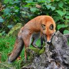 Verspielter fuchs