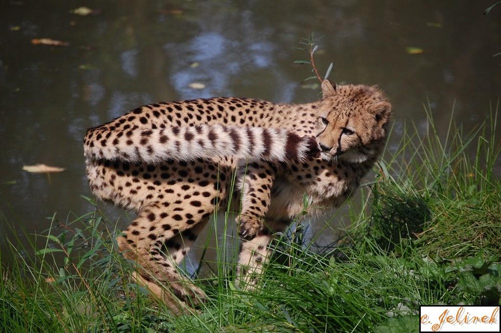 Verspielter Gepard