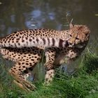 Verspielter Gepard