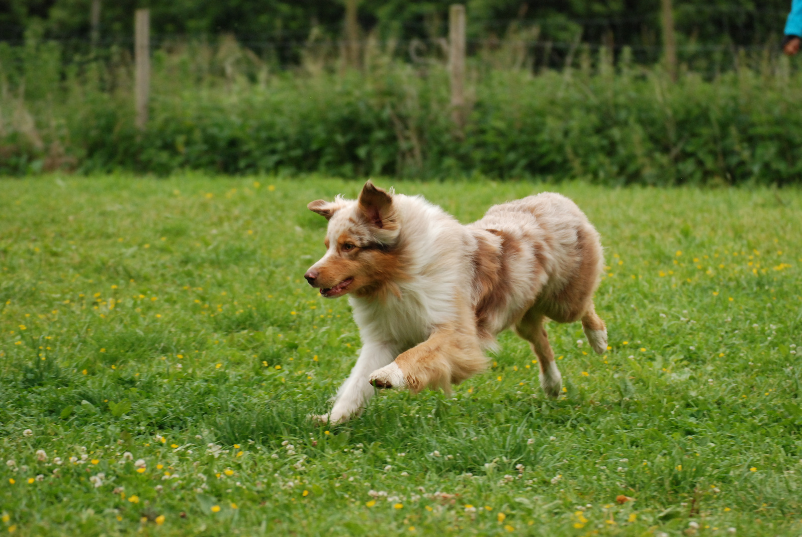 Verspielter Hund