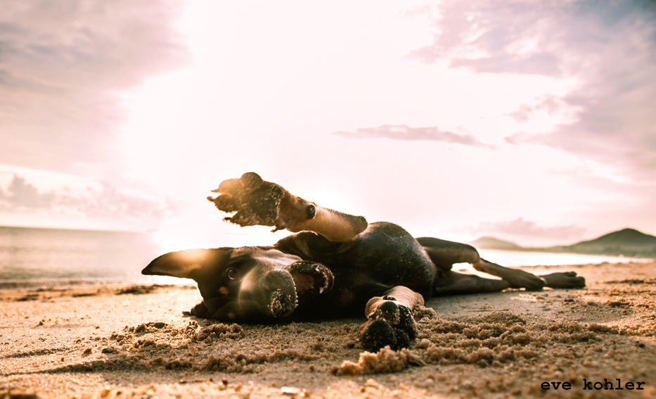 verspielter Hund am Strand von Koh Samui Teil 3