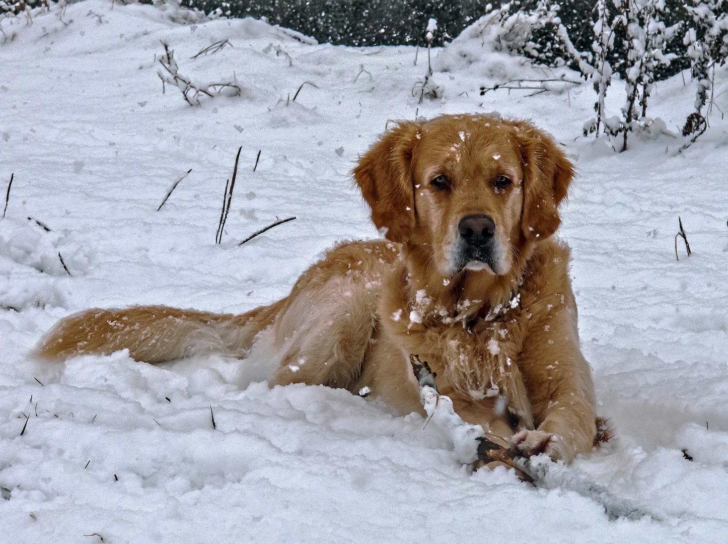 hund schnee
