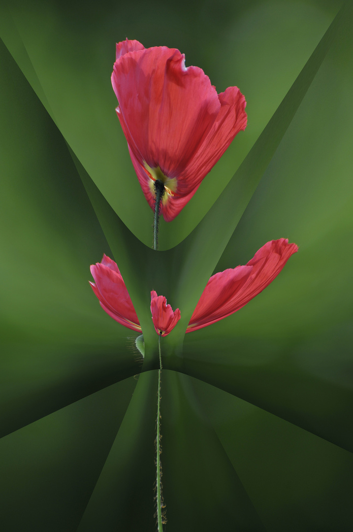 Verspielter Mohn