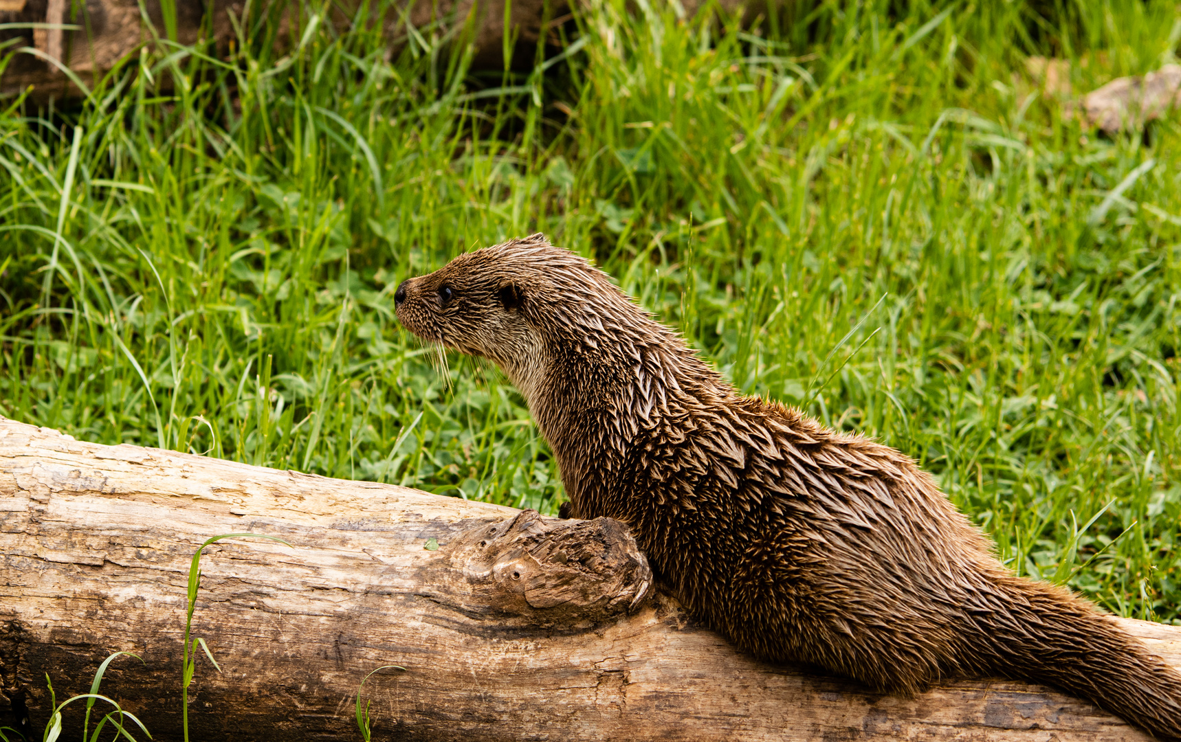 Verspielter Otter