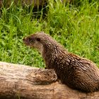 Verspielter Otter